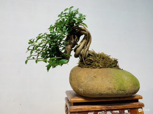 微拍堂里小微盆景,在自然意境中走向文化共富
