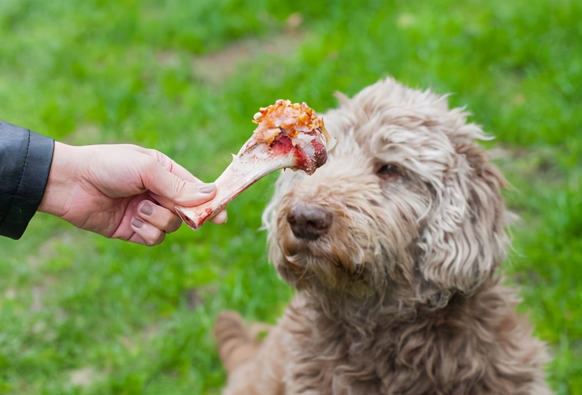 狗狗吃骨头真的可以补钙吗?论狗吃骨头的利与弊!