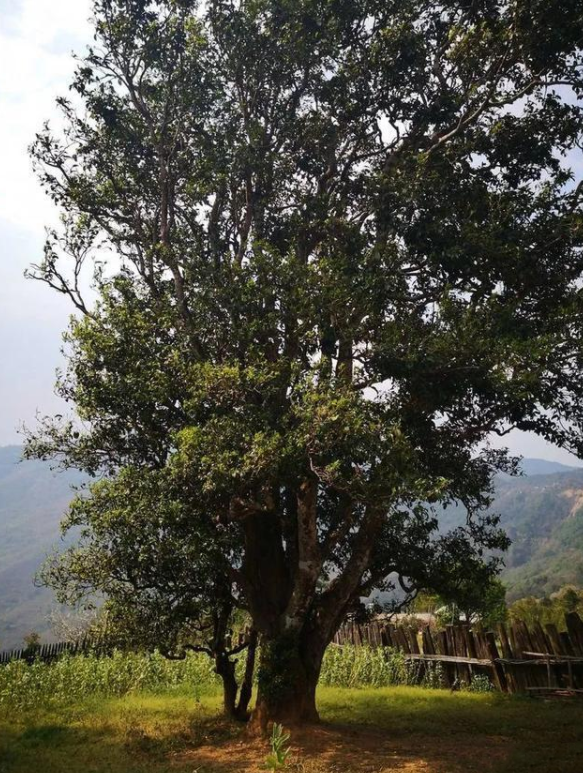 从岁月流香里走来的茗贵文物云南古茶树