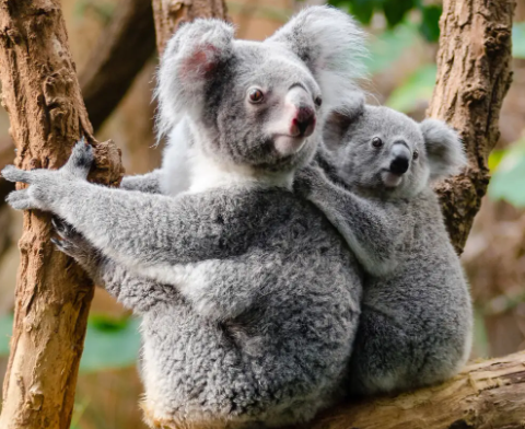 抱着树睡觉喝水,考拉的生活竟然如此精彩!