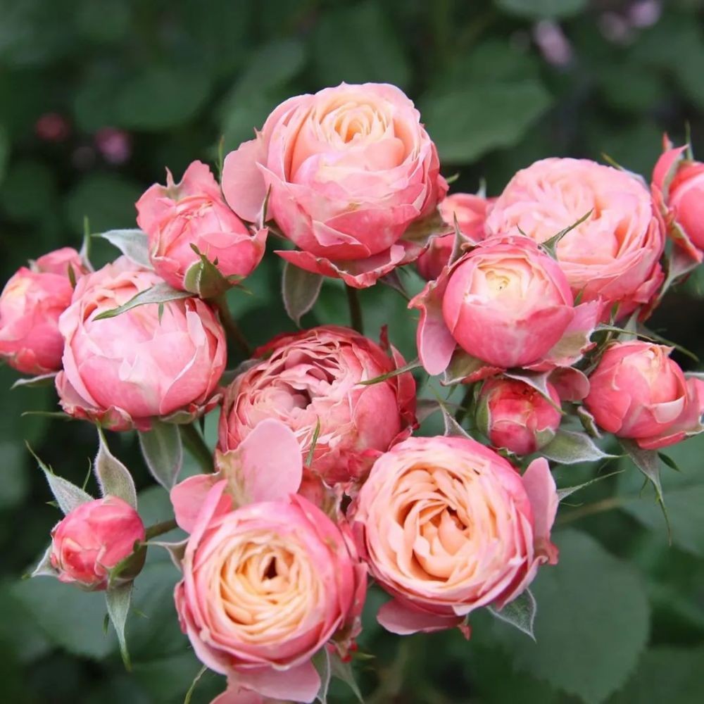 月季花品种很多,我心目中的这10款月季花品种,你见过的有几种?