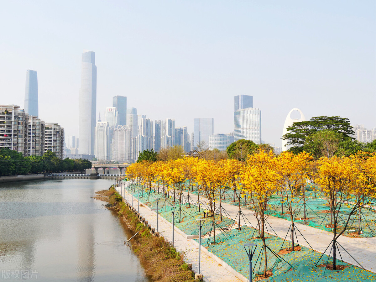 广东广州,位于磨碟沙公园新种植的黄花风铃悄然绽放