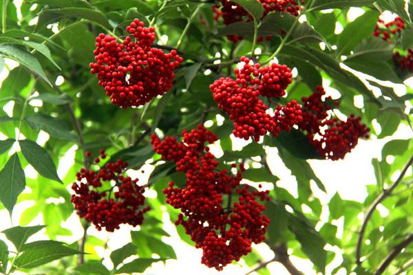 相思豆是什么植物