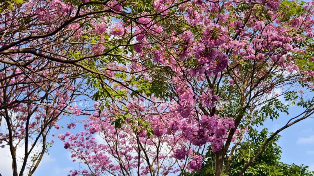 "绝绝紫"刷屏!玉城这里大片紫花风铃木怒放