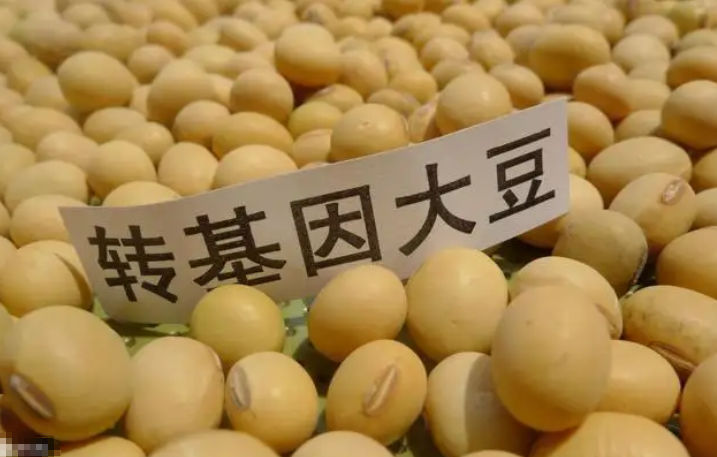 美国公司用种子统治世界?转基因产品祸害无穷,我国也深受其害