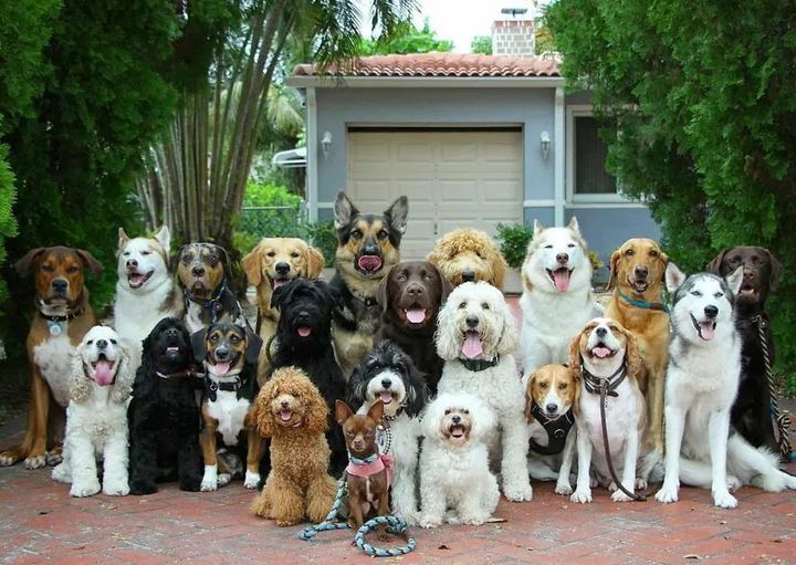 老年狗"临终前"的这些愿望,你会帮它实现吗?