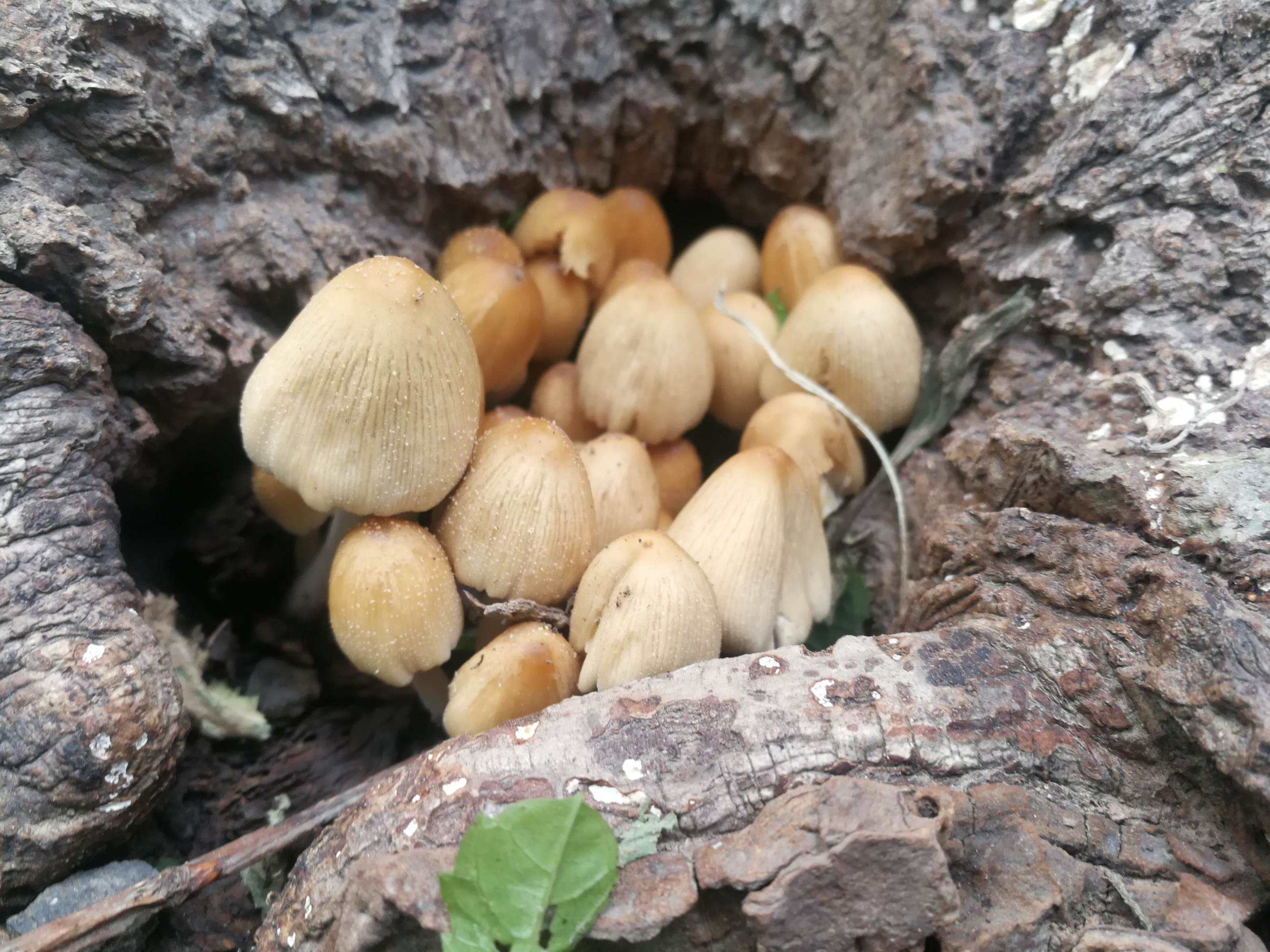 杨树下的蘑菇图片