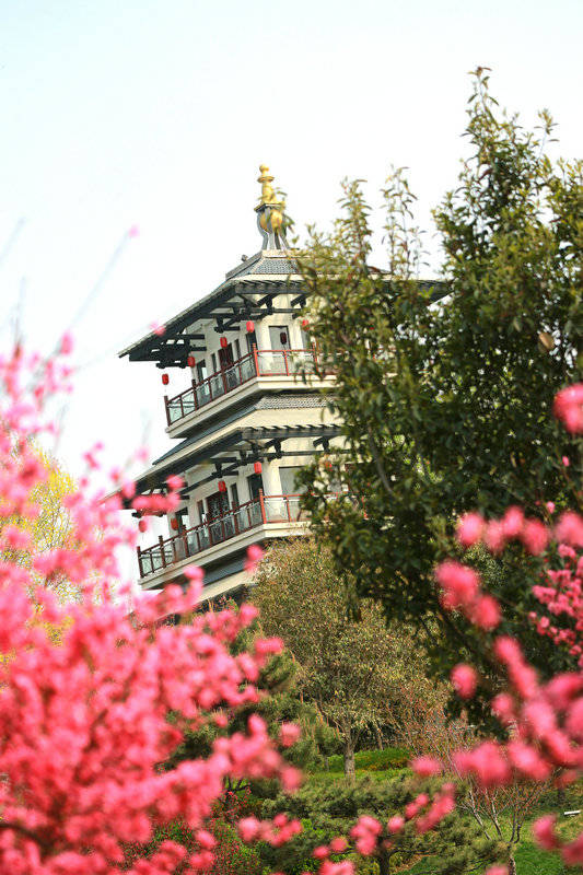 宁阳:春天处处皆风景 复圣公园碧桃红