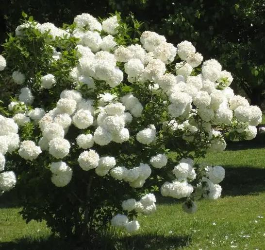 绣球花分两大类,北方地区种木绣球,花球洁白如雪,漂亮又好养活