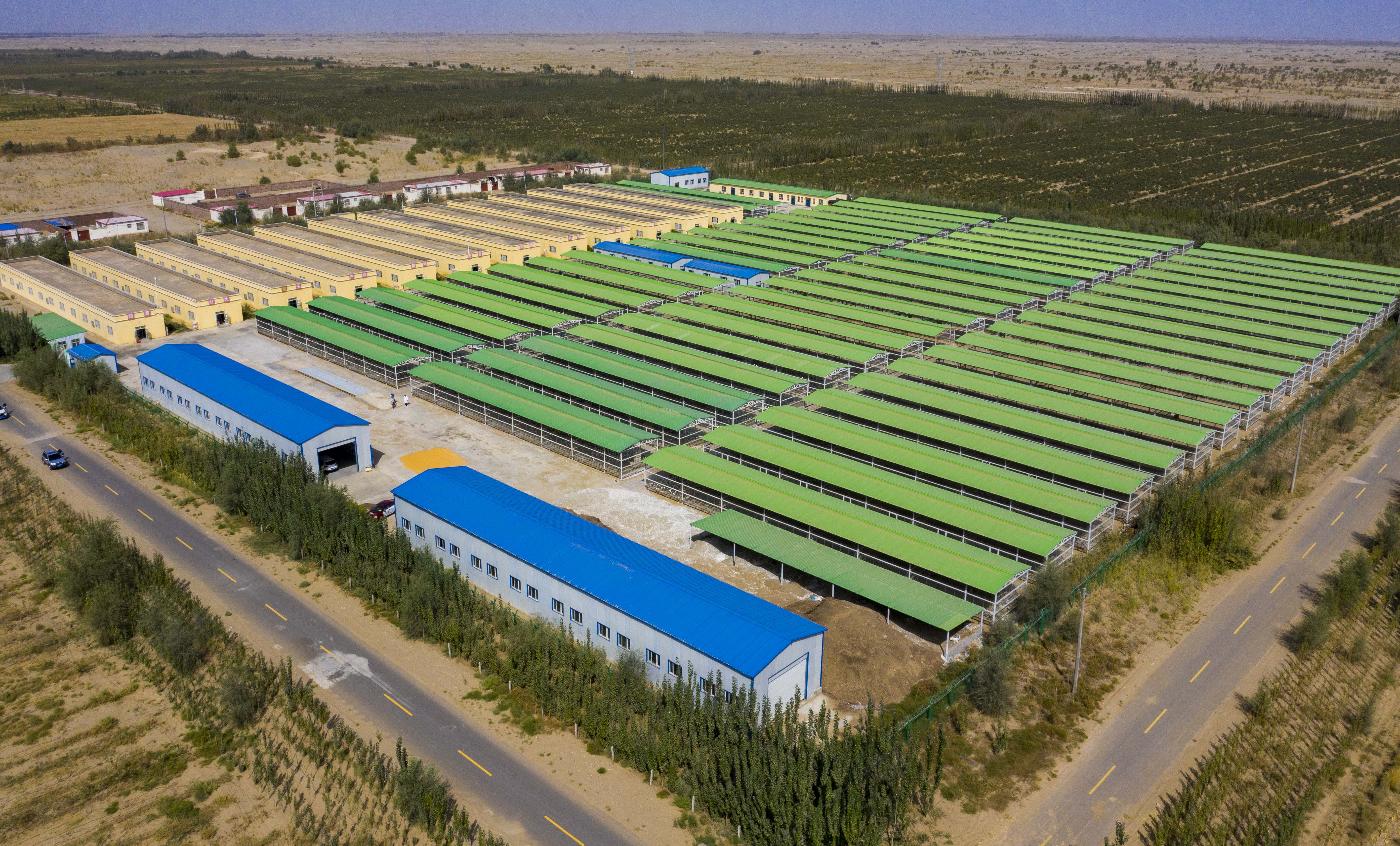 新疆和田:养殖产业助脱贫(8)