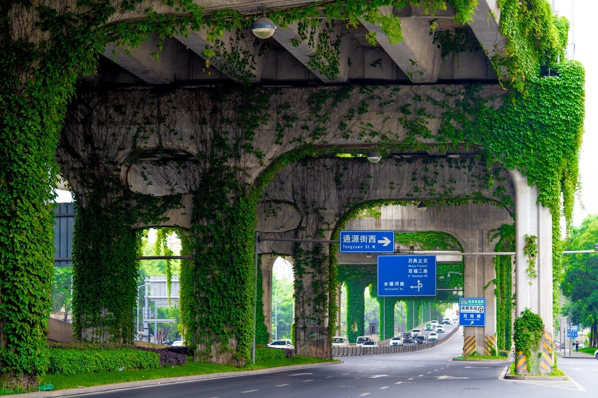 成都二环路火了!4000桥墩爬满爬山虎,像绿野仙踪,会破坏桥墩?