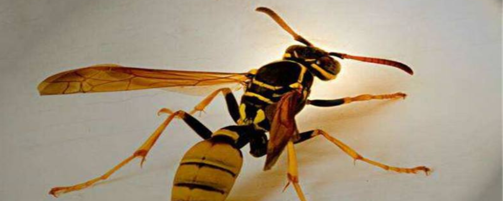 马蜂和黄蜂的区别是什么?马蜂与黄蜂对人的影响是什么?