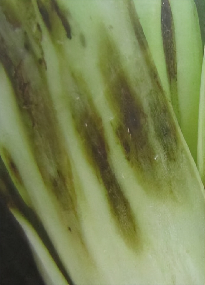 秋季大白菜长斑,干枯叶,是缺素,药害还是病虫害?怎么解决?