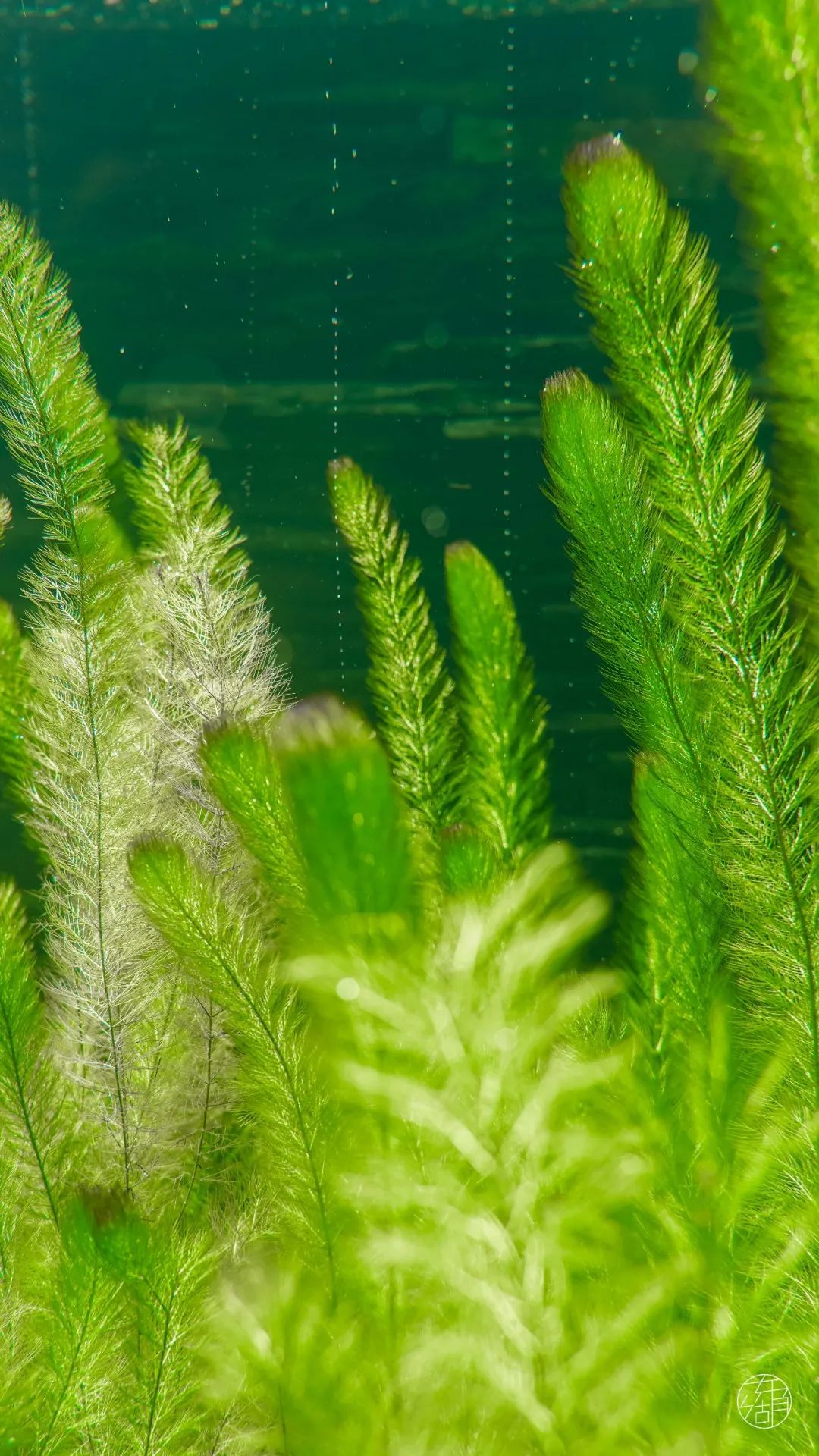 05#    金鱼藻,金鱼藻科金鱼藻属
