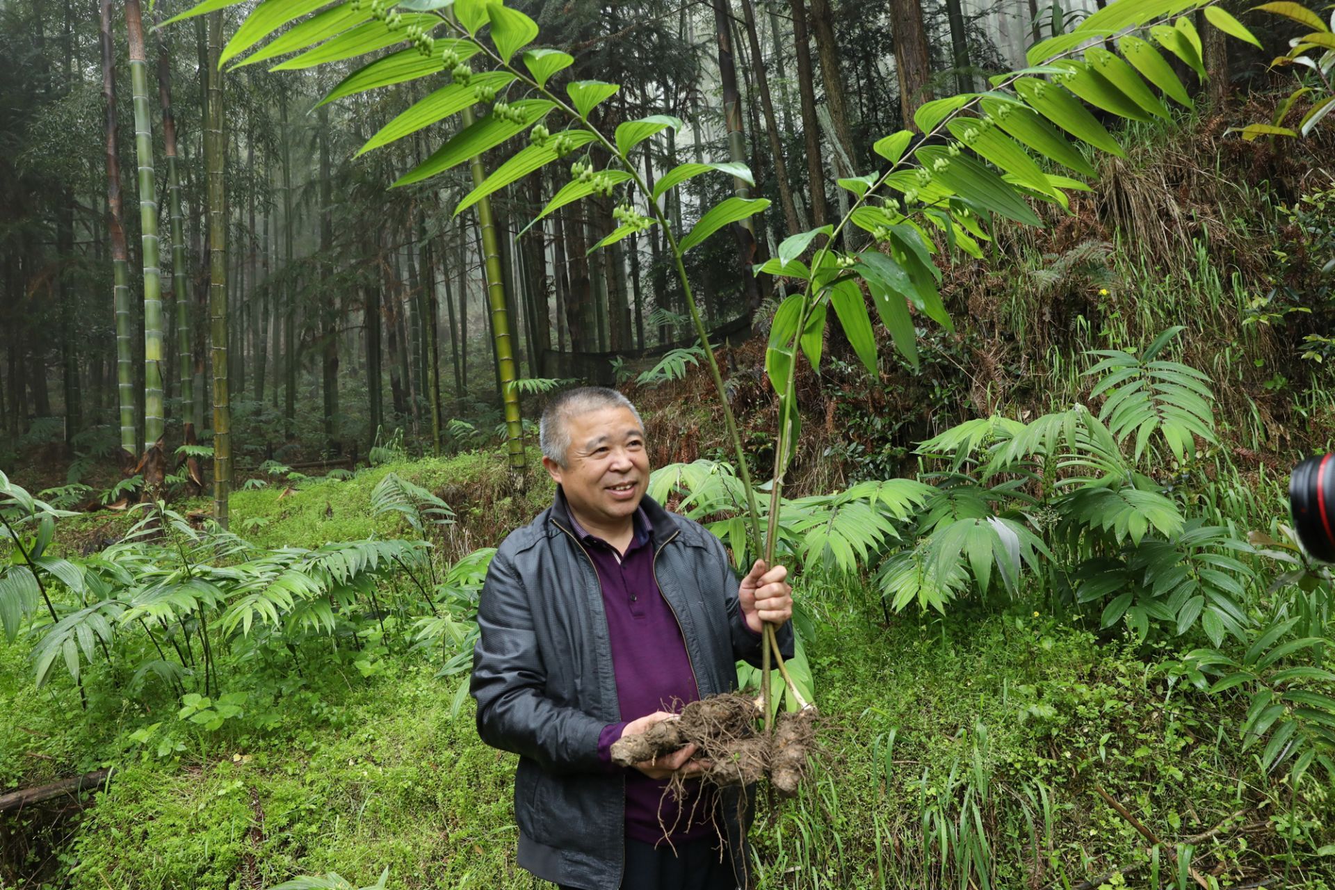 江西铜鼓黄精基地图片