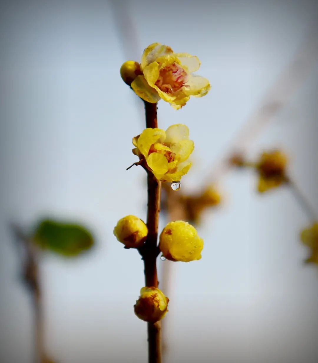 腊梅开了!桂林秀峰这个地方,已经很美!