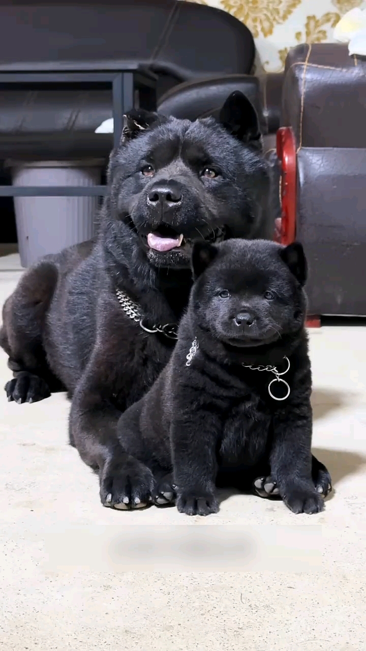 五黑犬,口条都是黑色