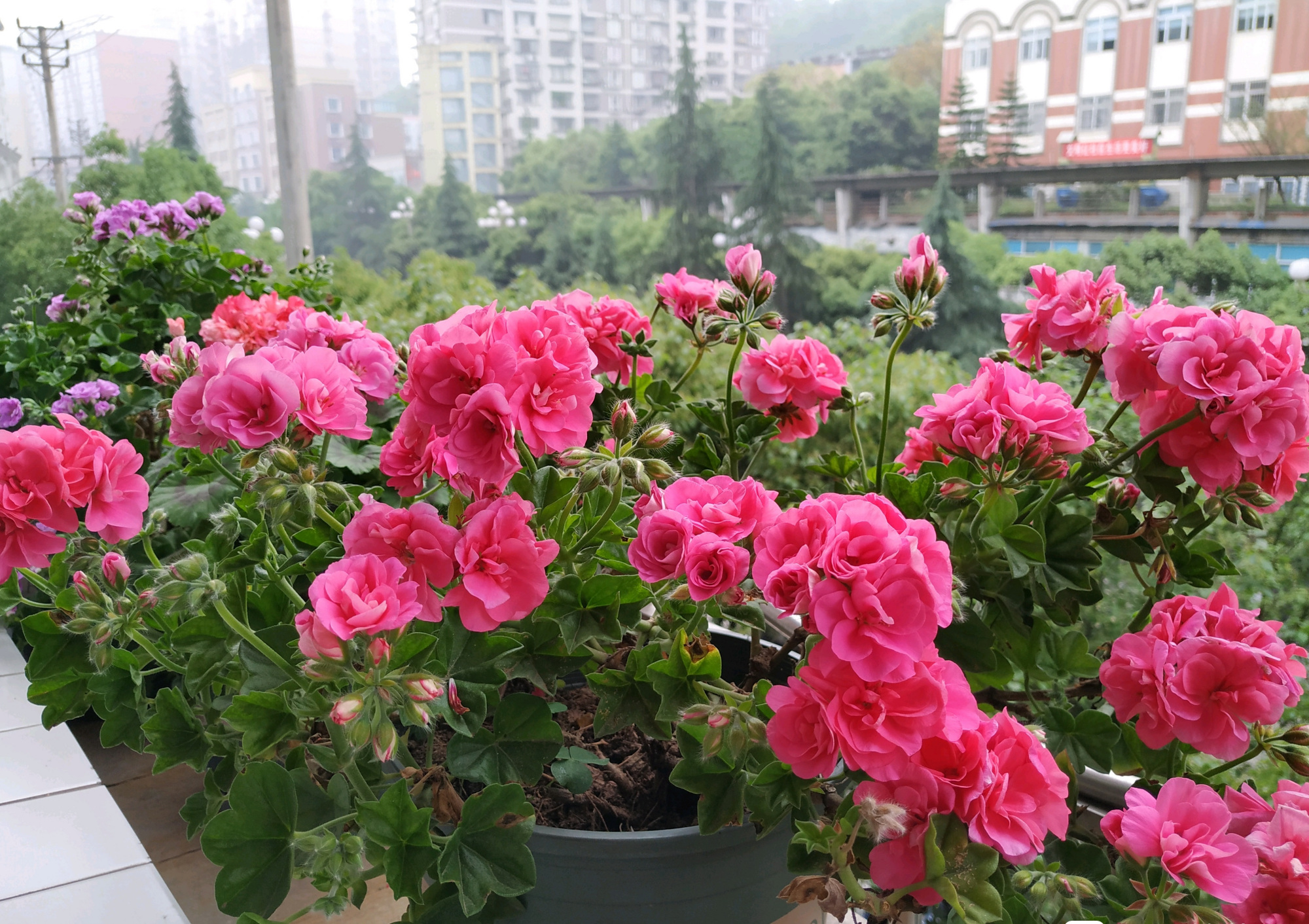 天竺葵粉女巫—优秀的阳台盆栽,花朵美若玫瑰,四季都有花看