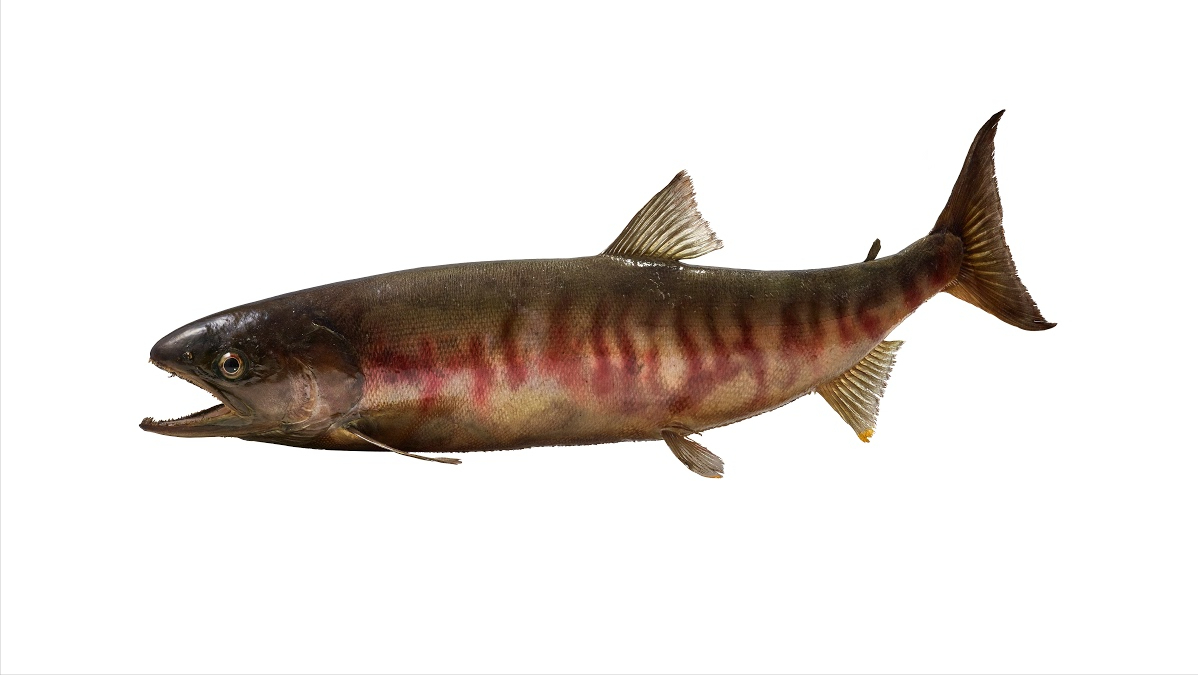 黑龙江的隐忧:我国10天急救达氏鳇,中俄放流如何"护鱼"?