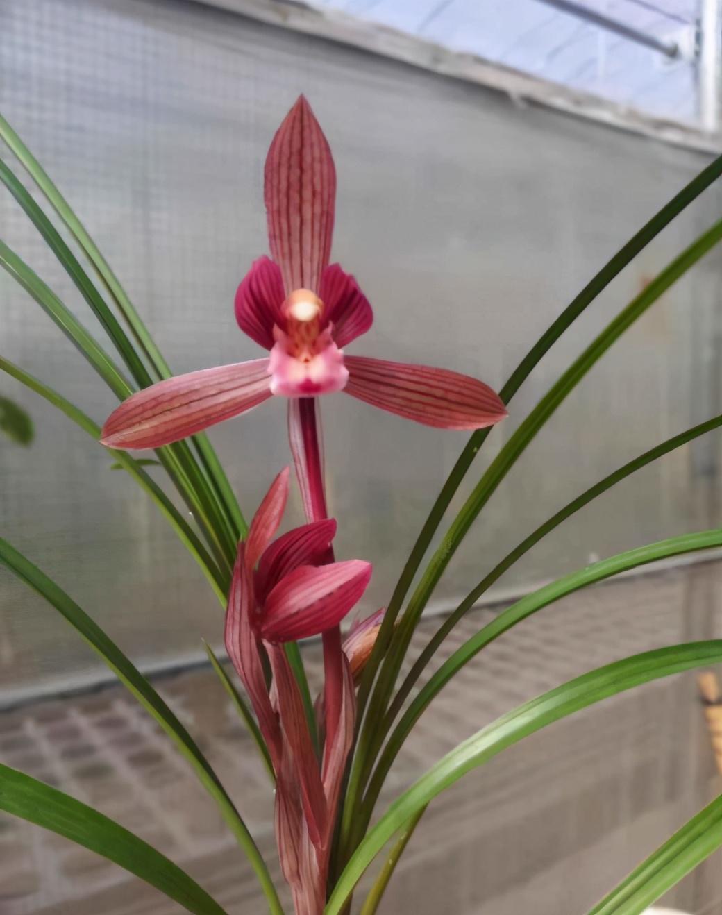 春兰顶级红素"醉红素",花色鲜艳,香味扑鼻,你了解它吗?