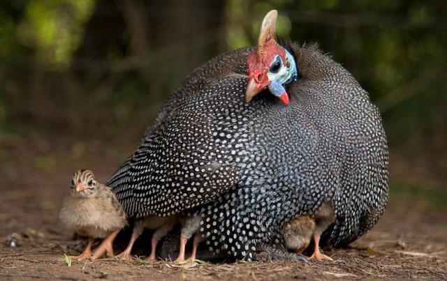 这种鸡产自非洲,外表怪异但肉质鲜美!抗病能力强,经济效益好!