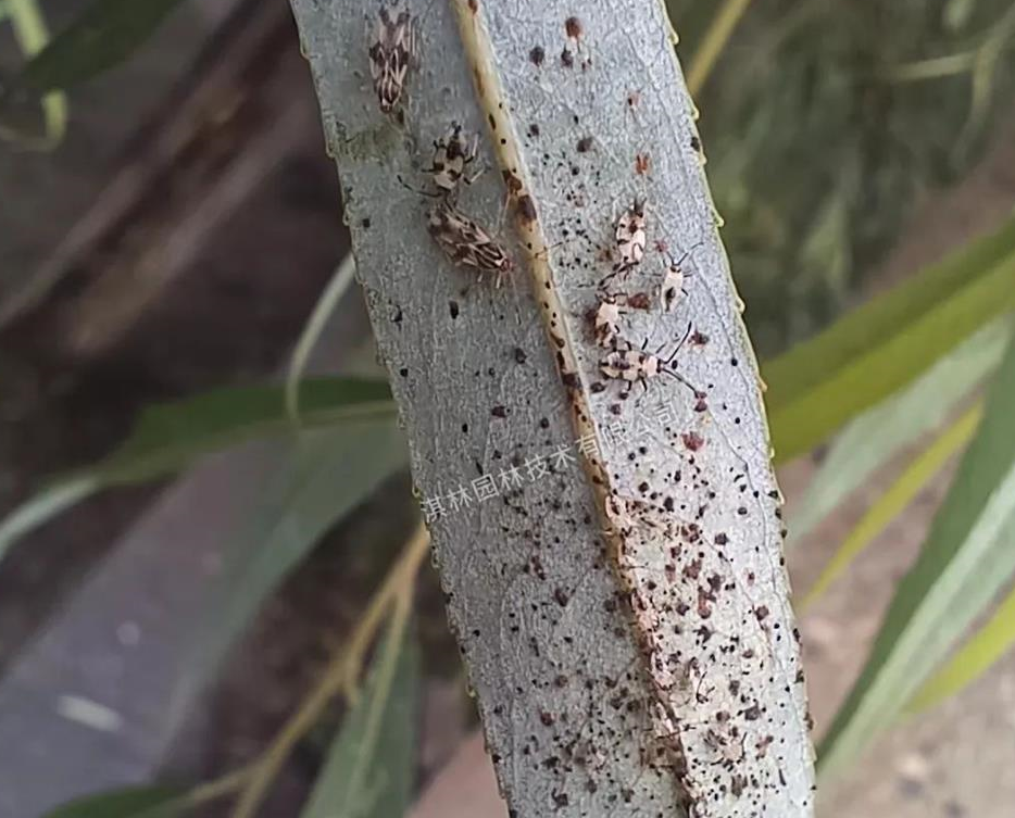 植物常见五类网蝽防治大全!