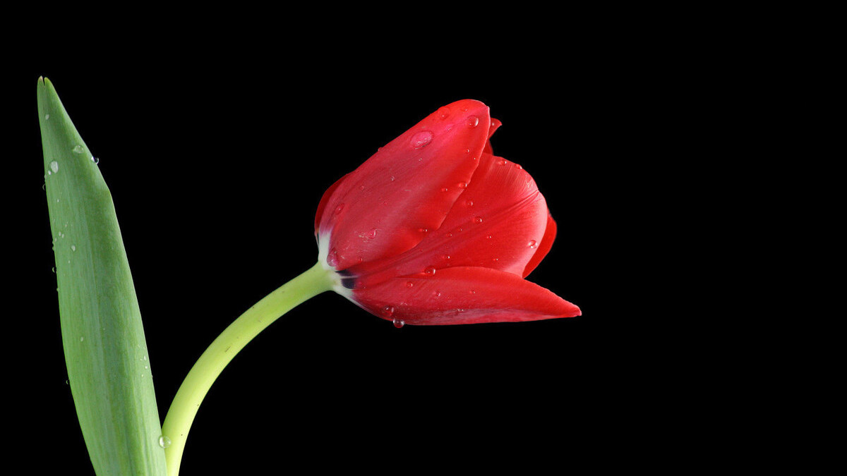 纯黑色背景照片拍不好?专业摄影师教你3招,手机也能拍大片