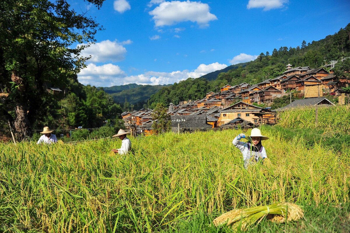 金秋时节的从江县高增乡占里村呈现出一派令人陶醉的美景