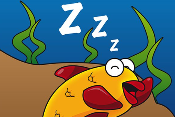 鱼儿们睡觉的时候眼睛是睁着的!