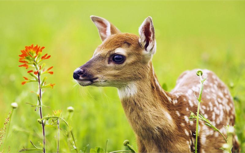 吉林有一道家常名菜叫鹿血糕,想要制作成功,需要掌握三个秘籍