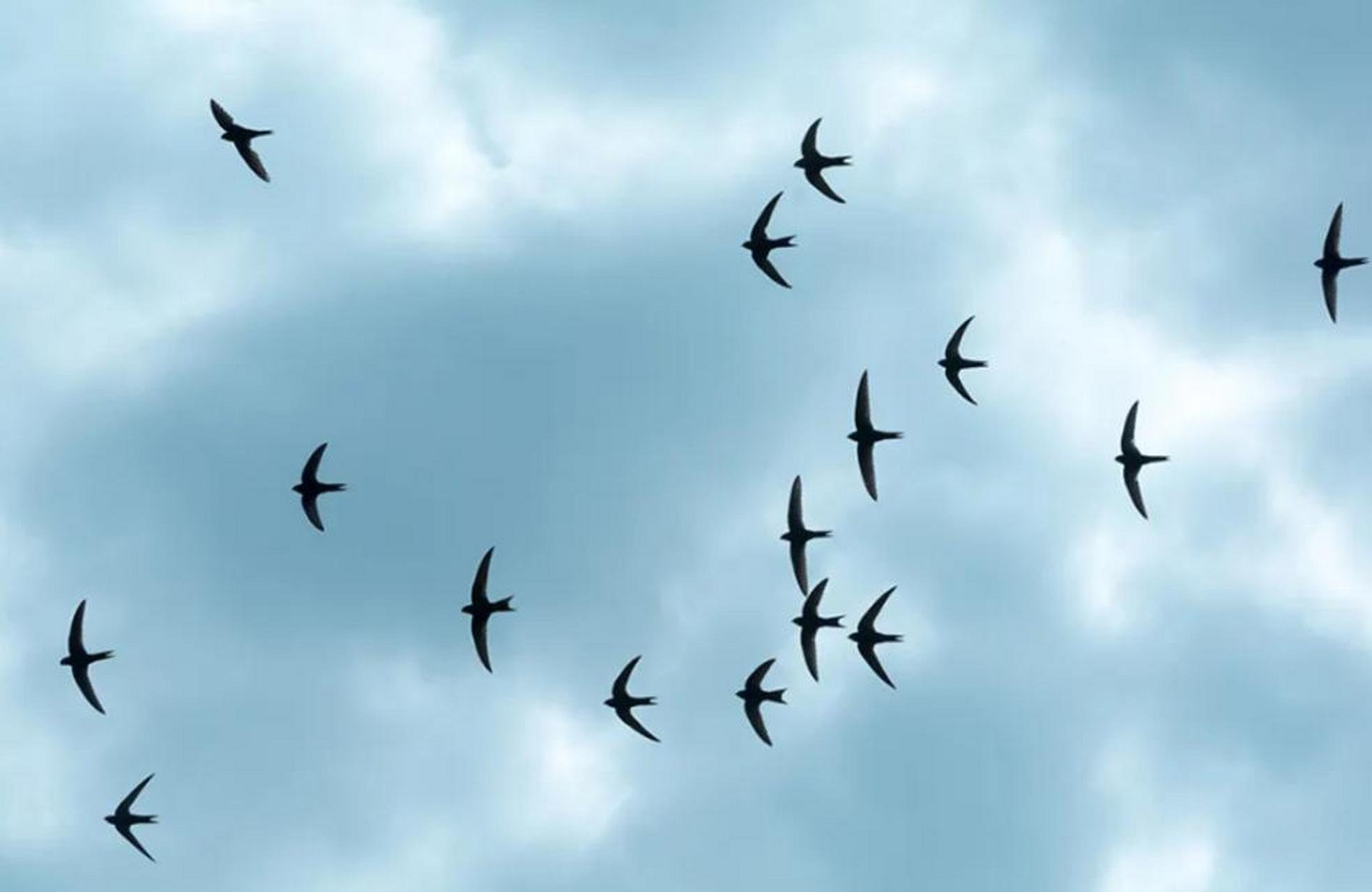 燕子年年飞往南方过冬,"南方"究竟在哪?原来很多人都理解错了