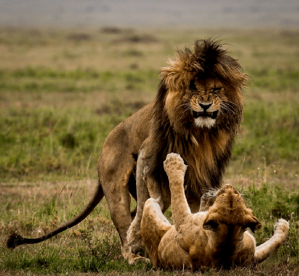 狮王刀疤:狮群称王达9年,同时控制5个狮群,一生为王,终得善终