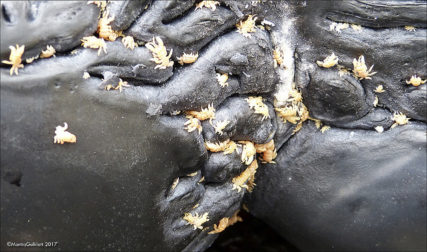 鲸鱼身上的藤壶和鲸虱会让鲸鱼痒吗?鲸鱼要如何挠痒痒呢?