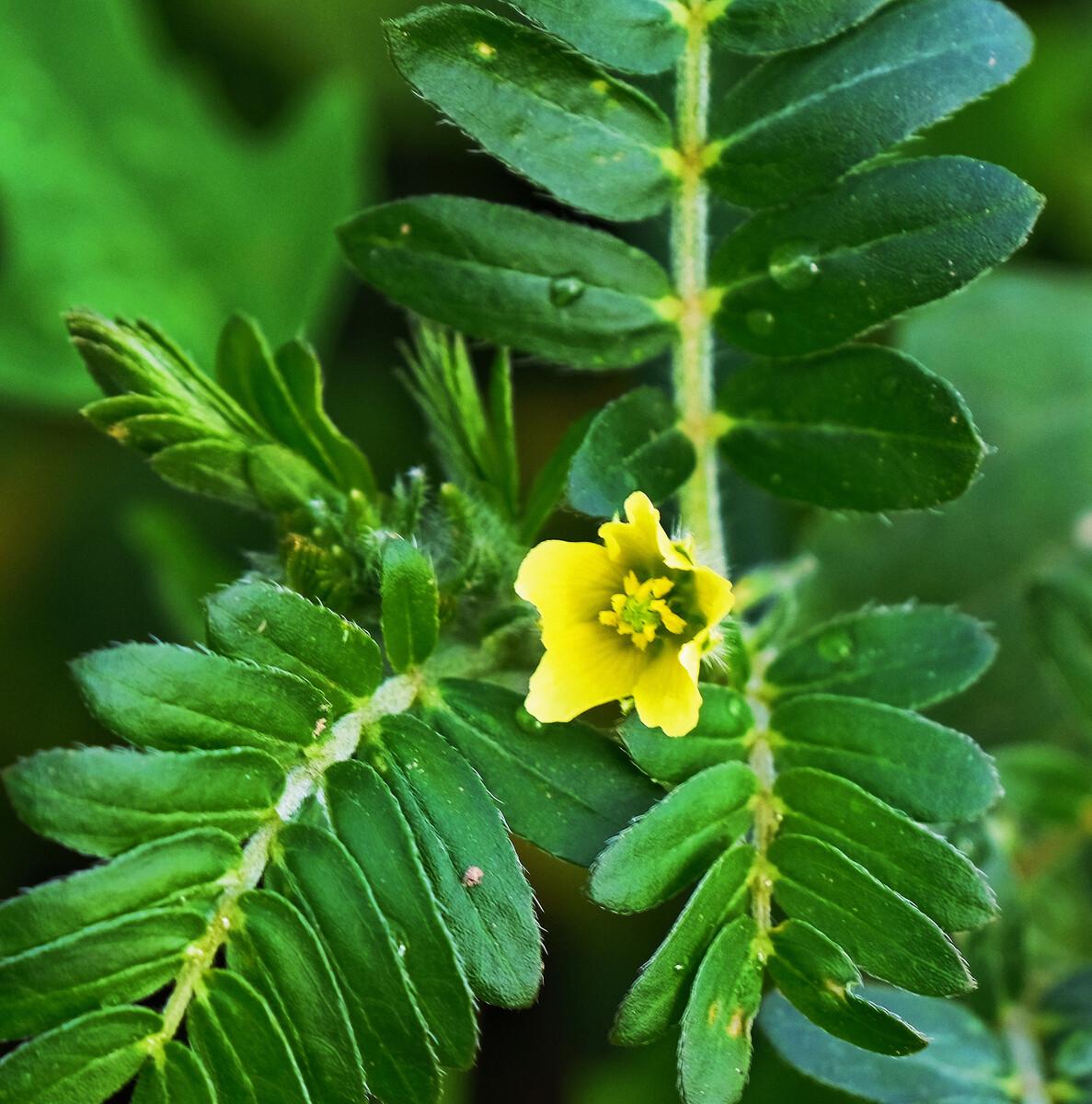 这种植物的果实像极了古战场的"兵器",老百姓看见就烦,躲着走