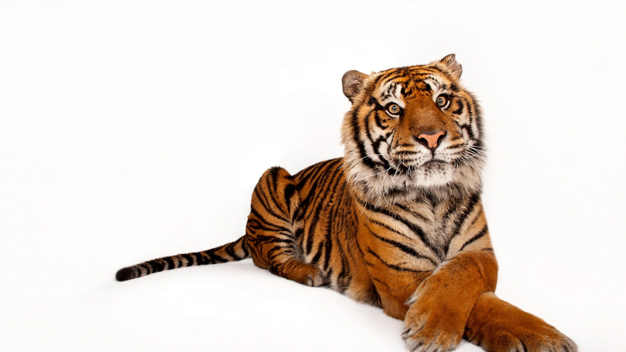 在只有355天的虎年里,认识下还剩不到300只的最小老虎