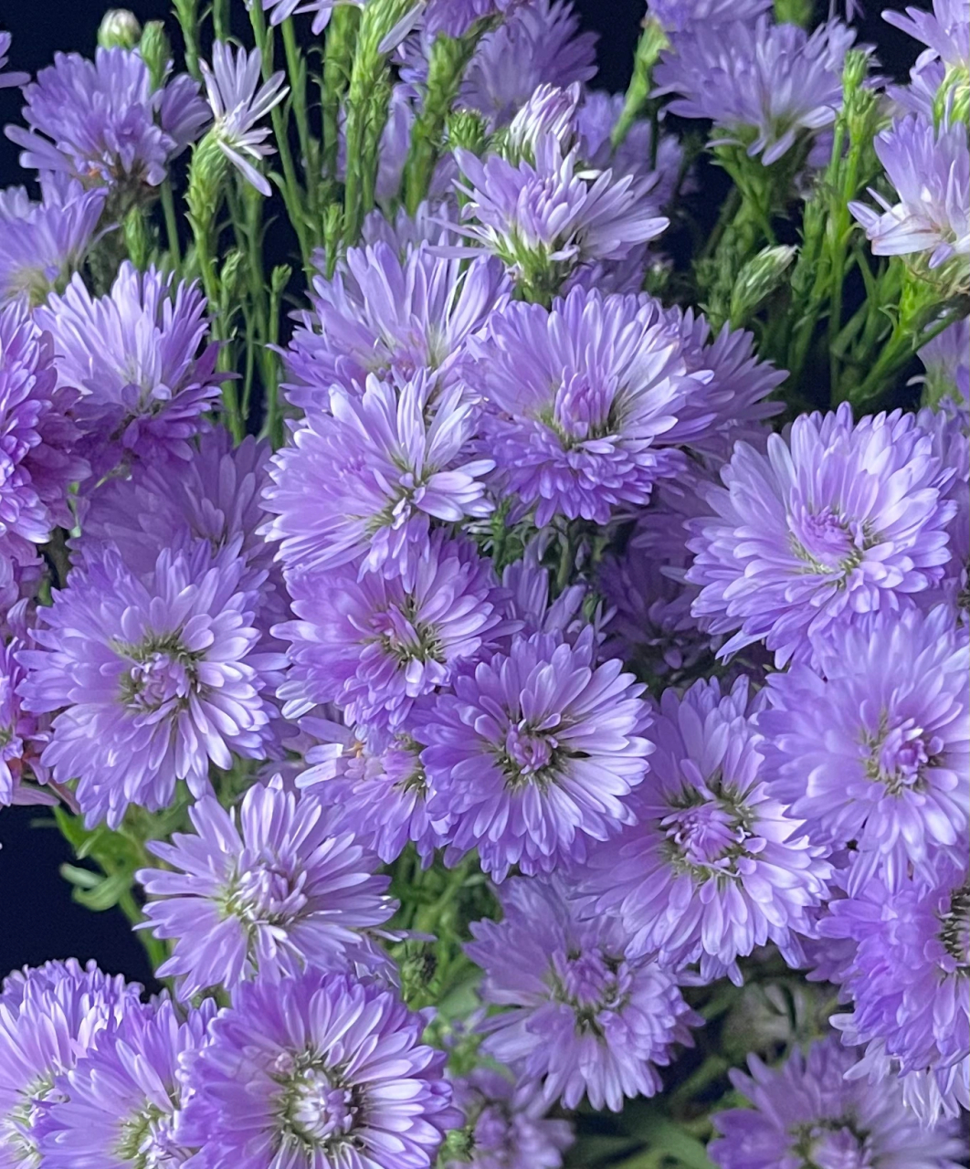 孔雀草为你带来宁静祥和,孔雀草是一种紫色的草花,植株非常细,花朵最