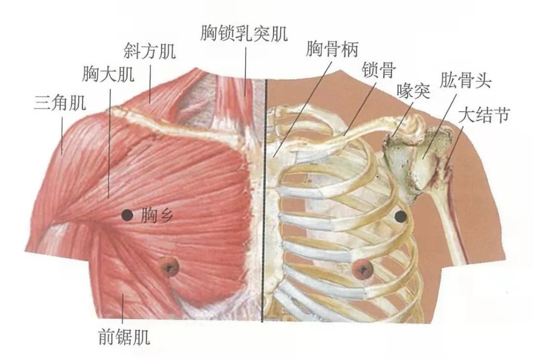 穴位知识:胸乡,为治胸胁支满之要穴