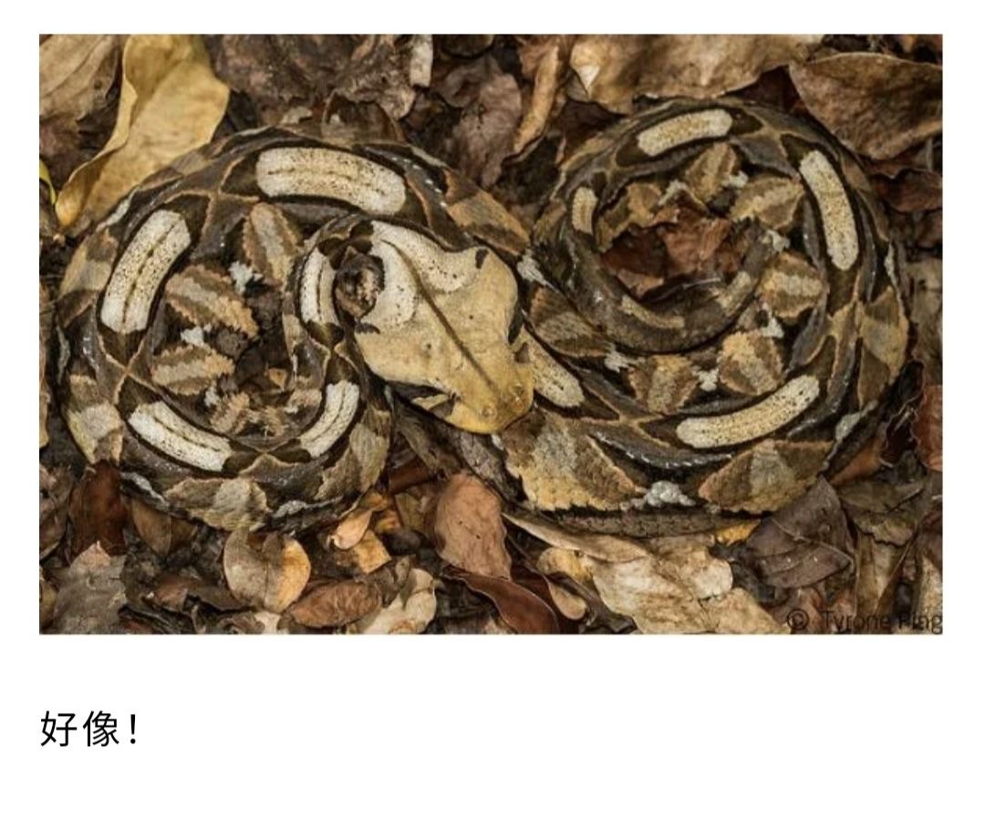 我打赌你找不出图片中的蛇!那些令人称奇的动物伪装术