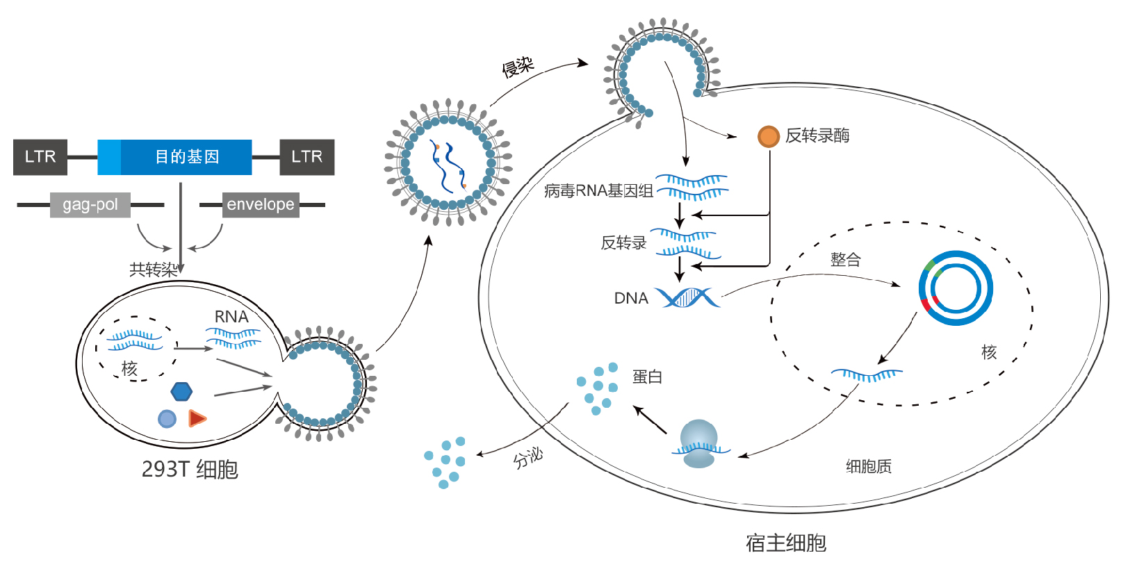 逆转录病毒怎么做?