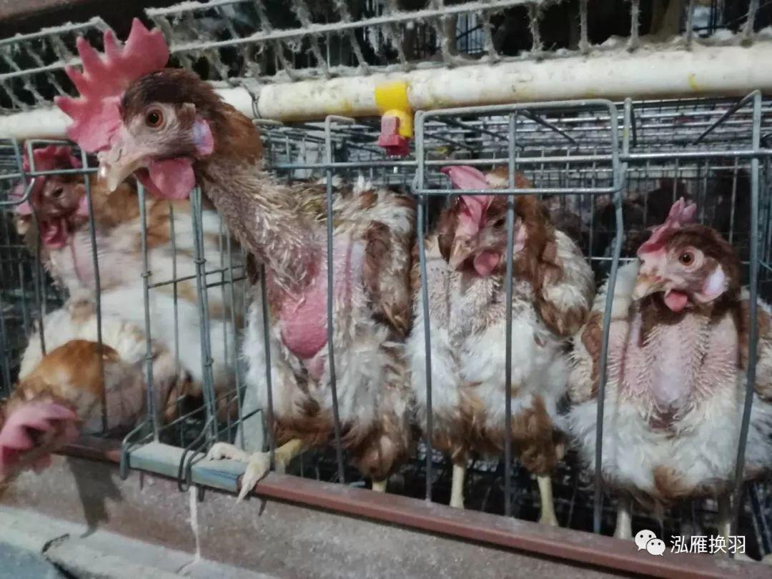 蛋鸡掉毛怎么办?