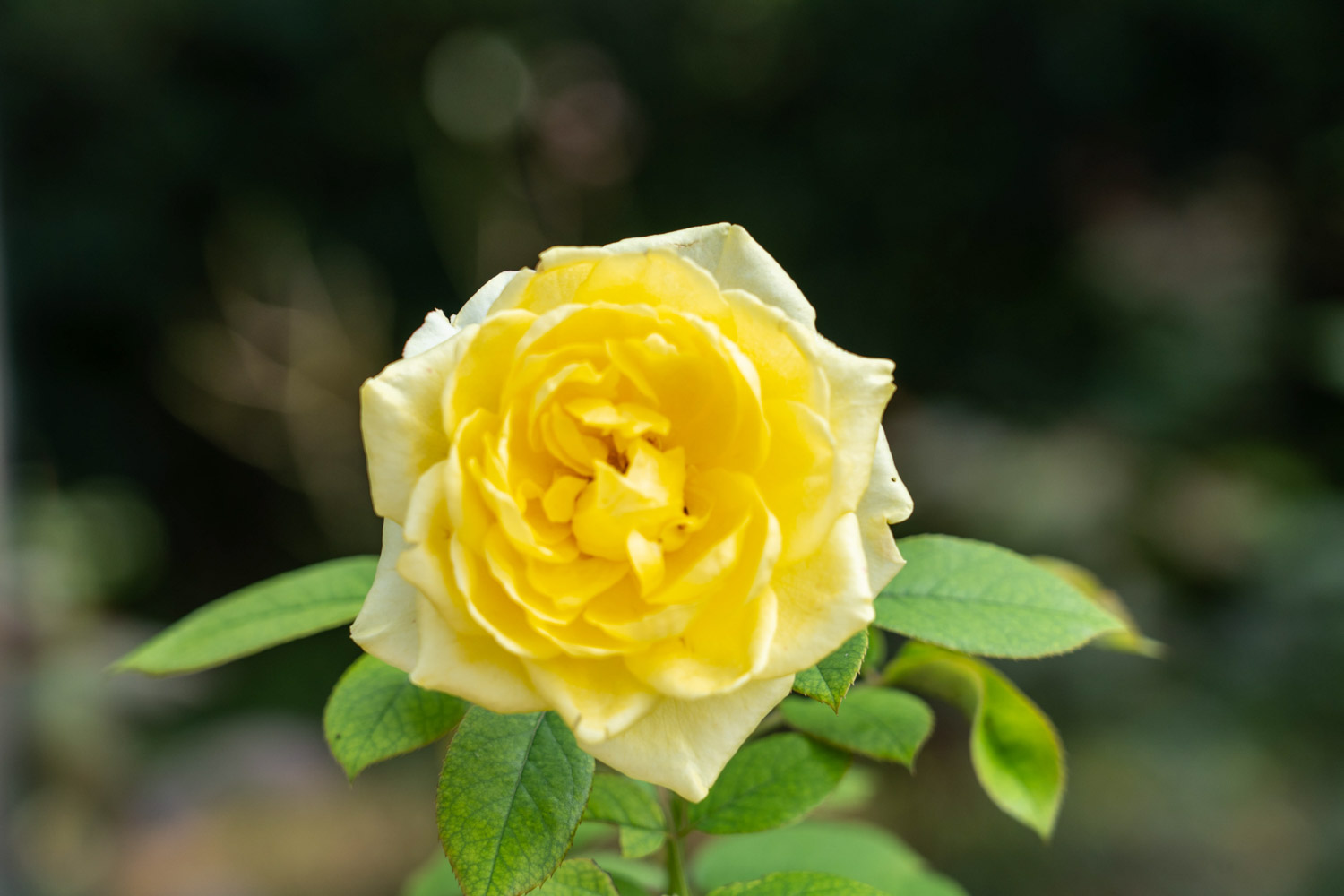 丰花月季与普通月季有什么区别