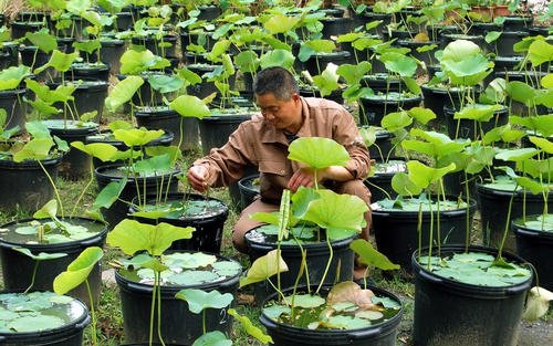 家里有一个水缸,想在里面种藕,应该怎么种,需要注意些什么?