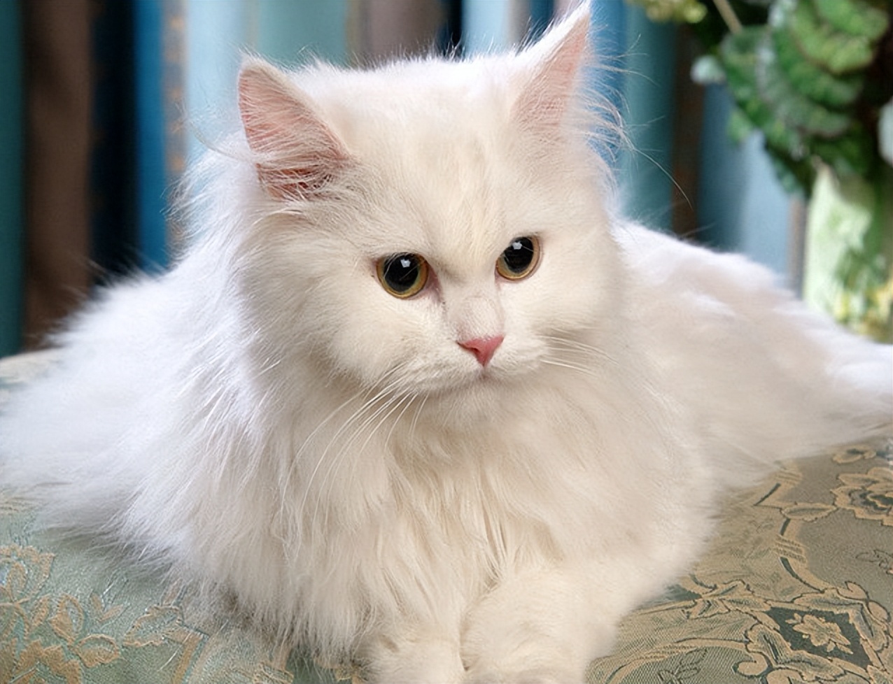 最古老的长毛猫咪品种之一——土耳其安哥拉猫!