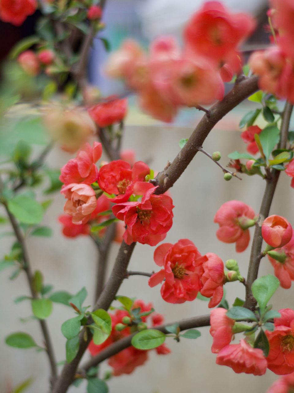 红色海棠花的花语图片