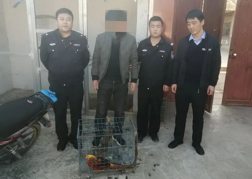 【昆仑2020】猎捕珍贵濒危野生动物 抓