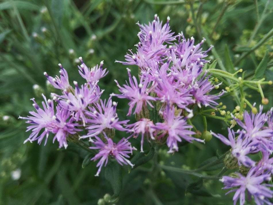 地球上最分类最多的开花植物科,这种类型的植物几乎遍布全球!