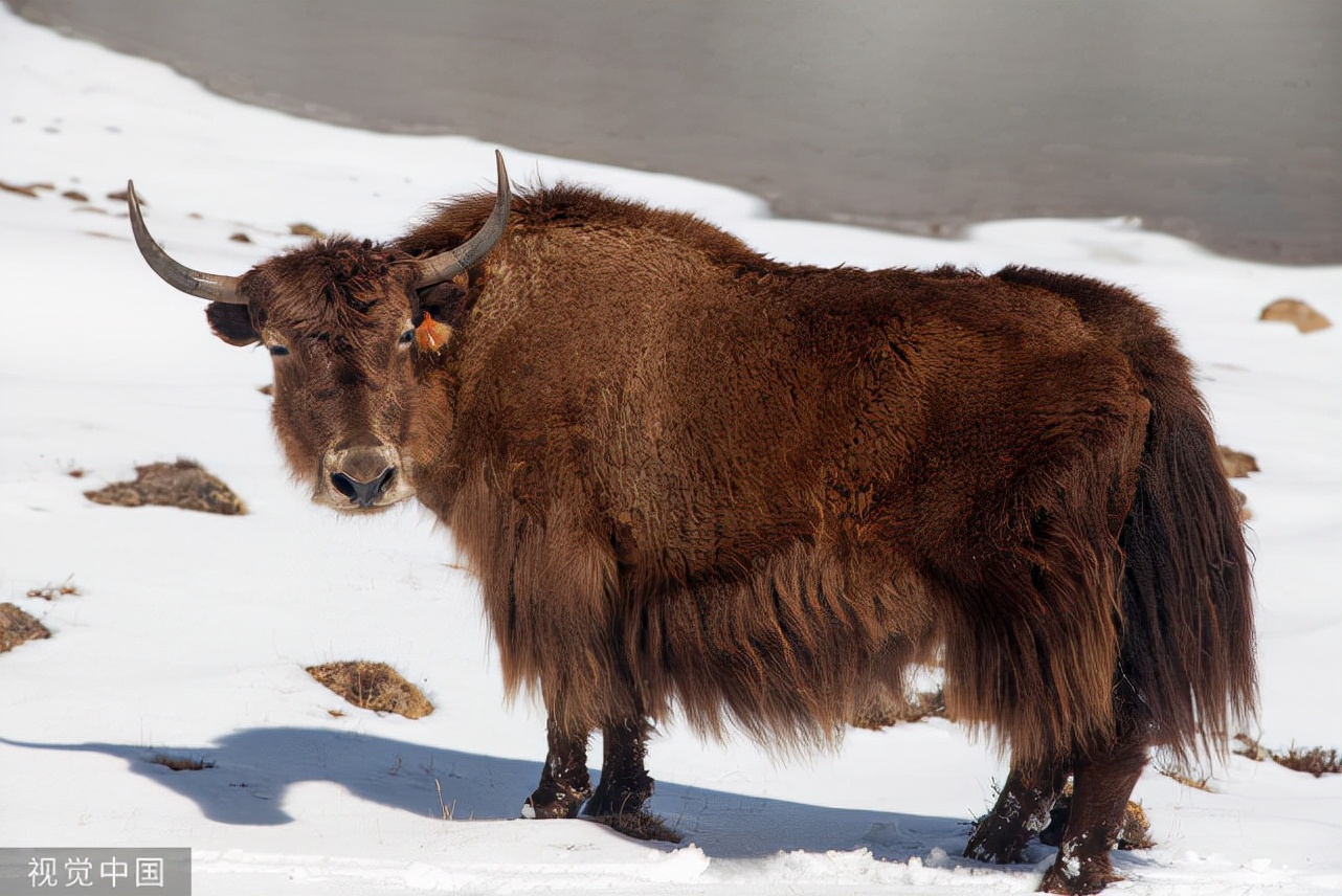牦牛的养殖方法和技术大全