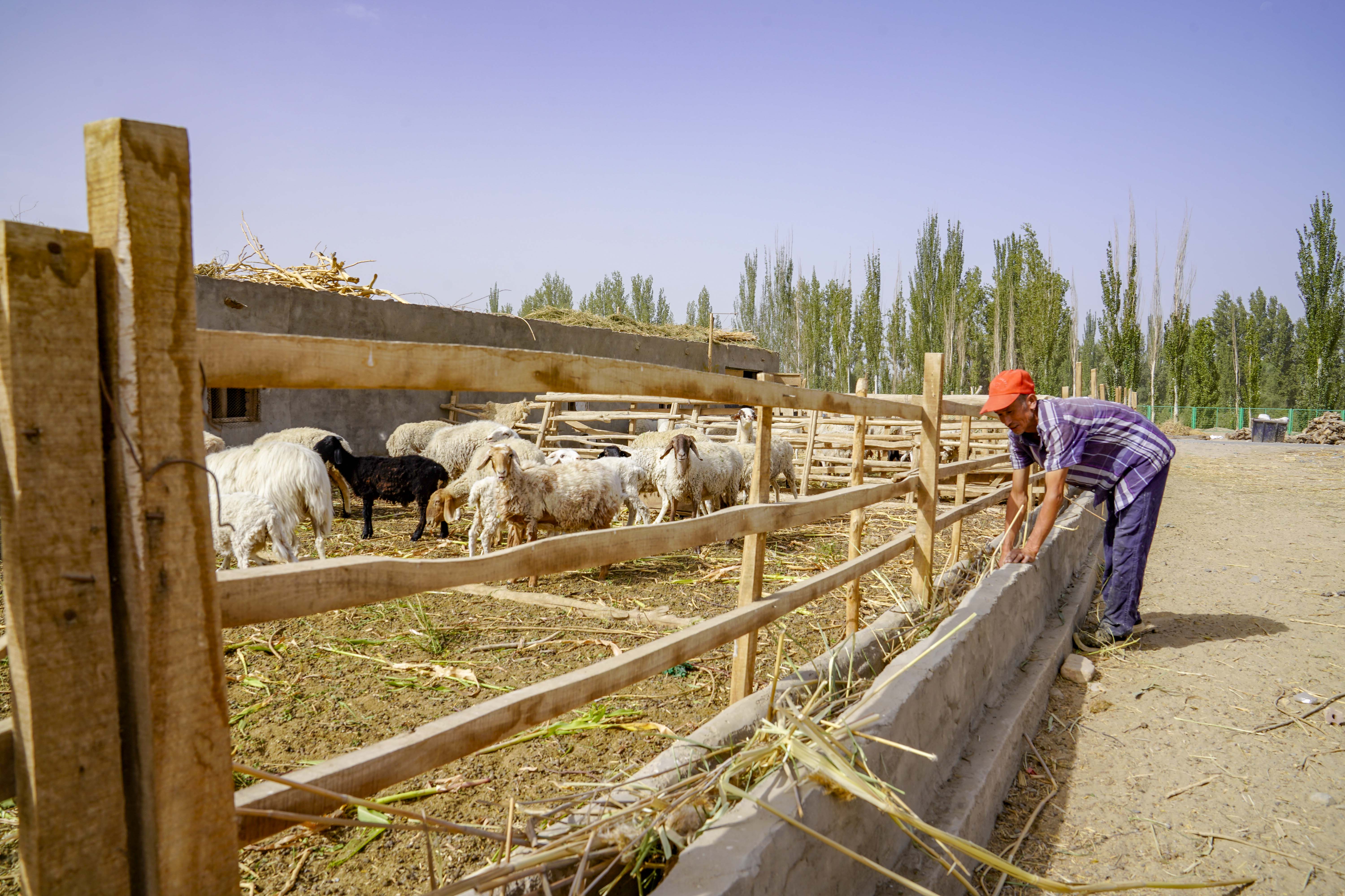 "破"羊圈,"小"红枣:新疆大漠边城的别样经济账(1)