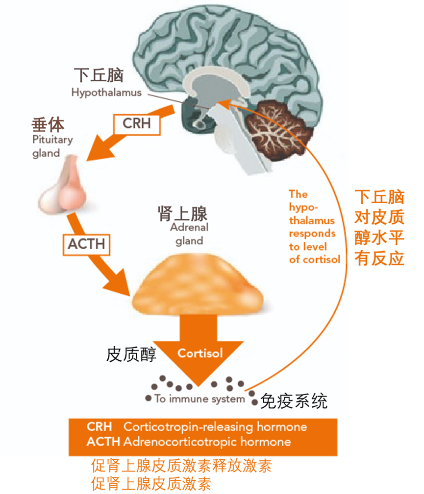 肾上腺轴图片