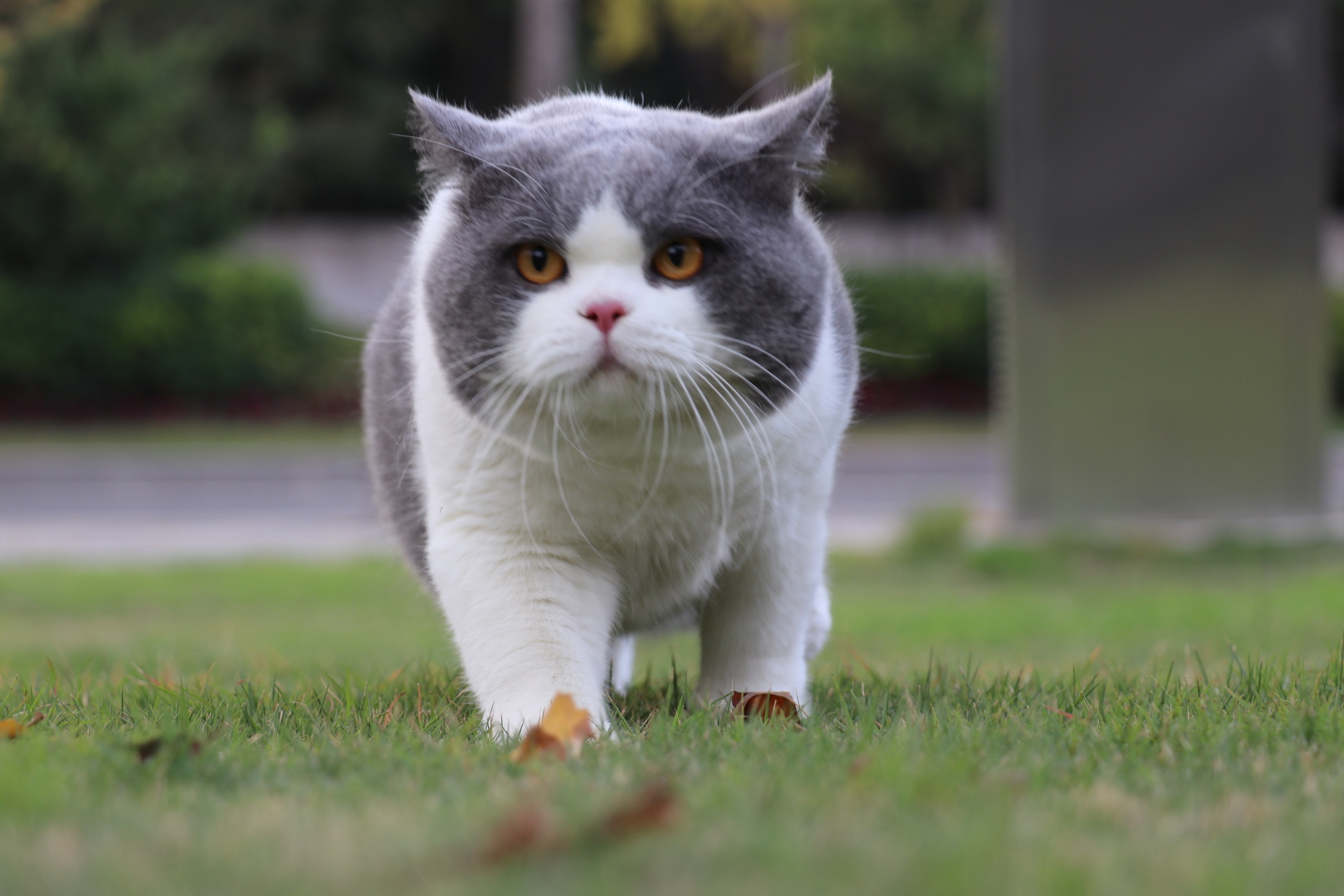 英国短毛猫的优缺点